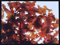 Tuula Marita Hartikainen: Autumn Leaves 